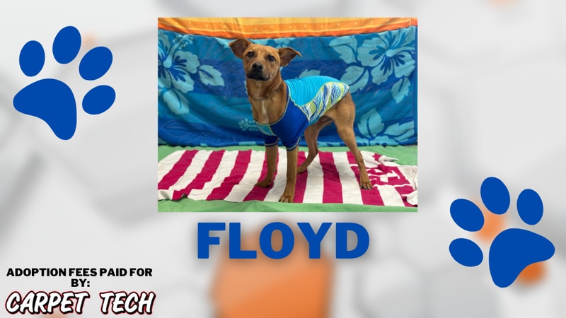 Adopt-a-Pet: Floyd