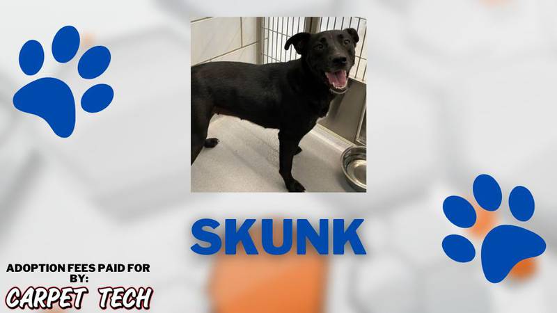 Adopt a Pet: Meet Skunk